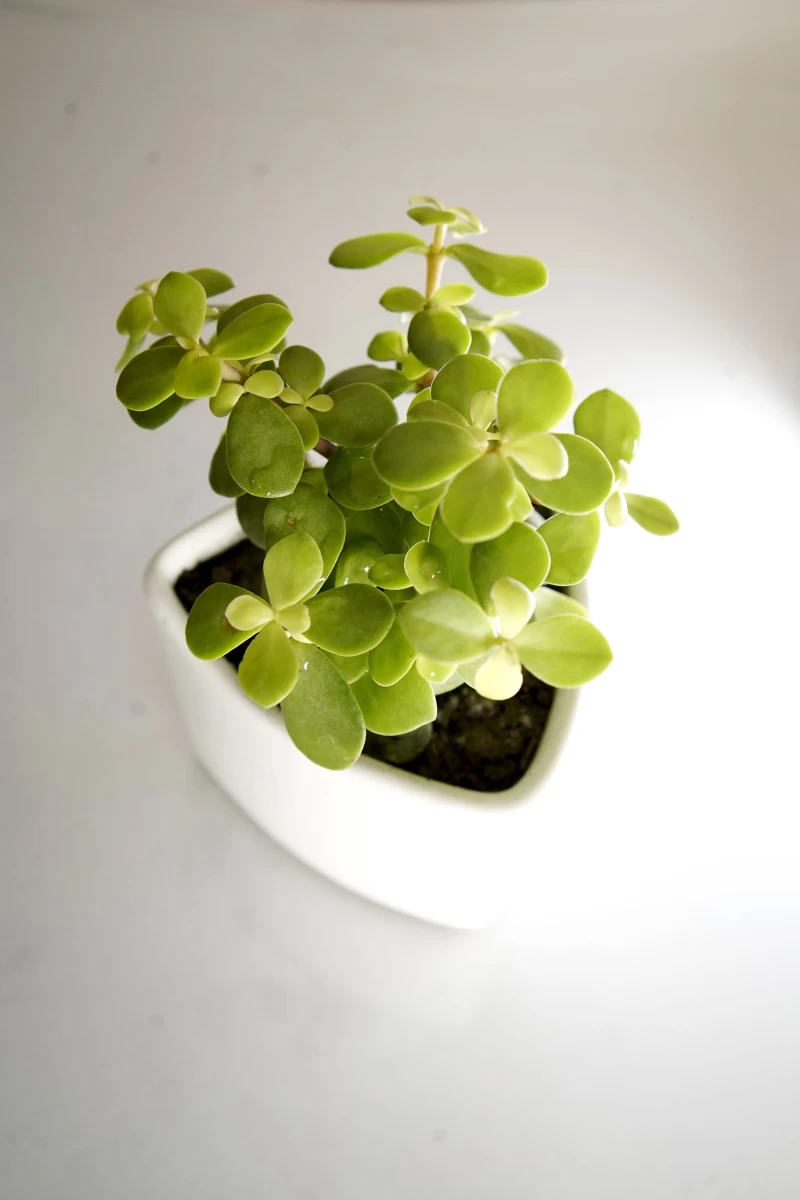 Set Go Model TrustTree