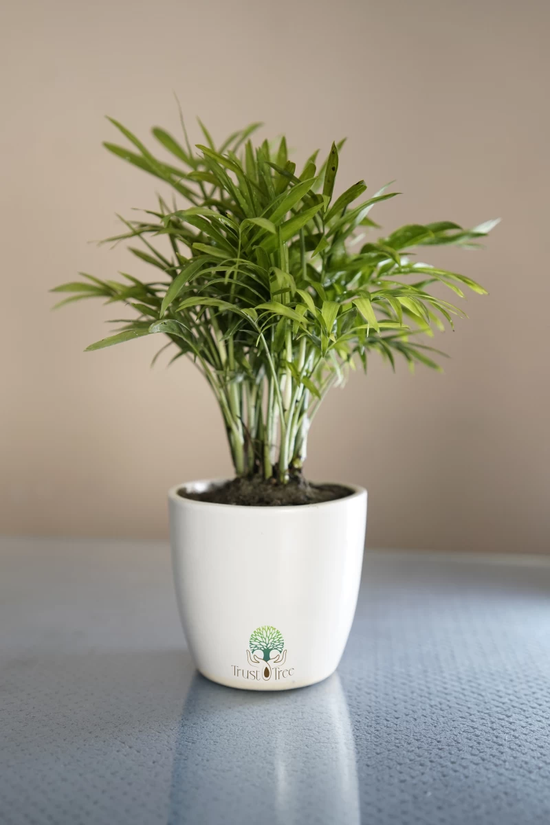 Set Go Model TrustTree