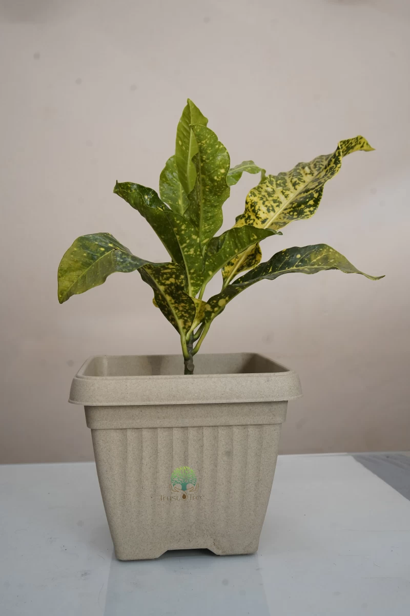 Set Go Model TrustTree