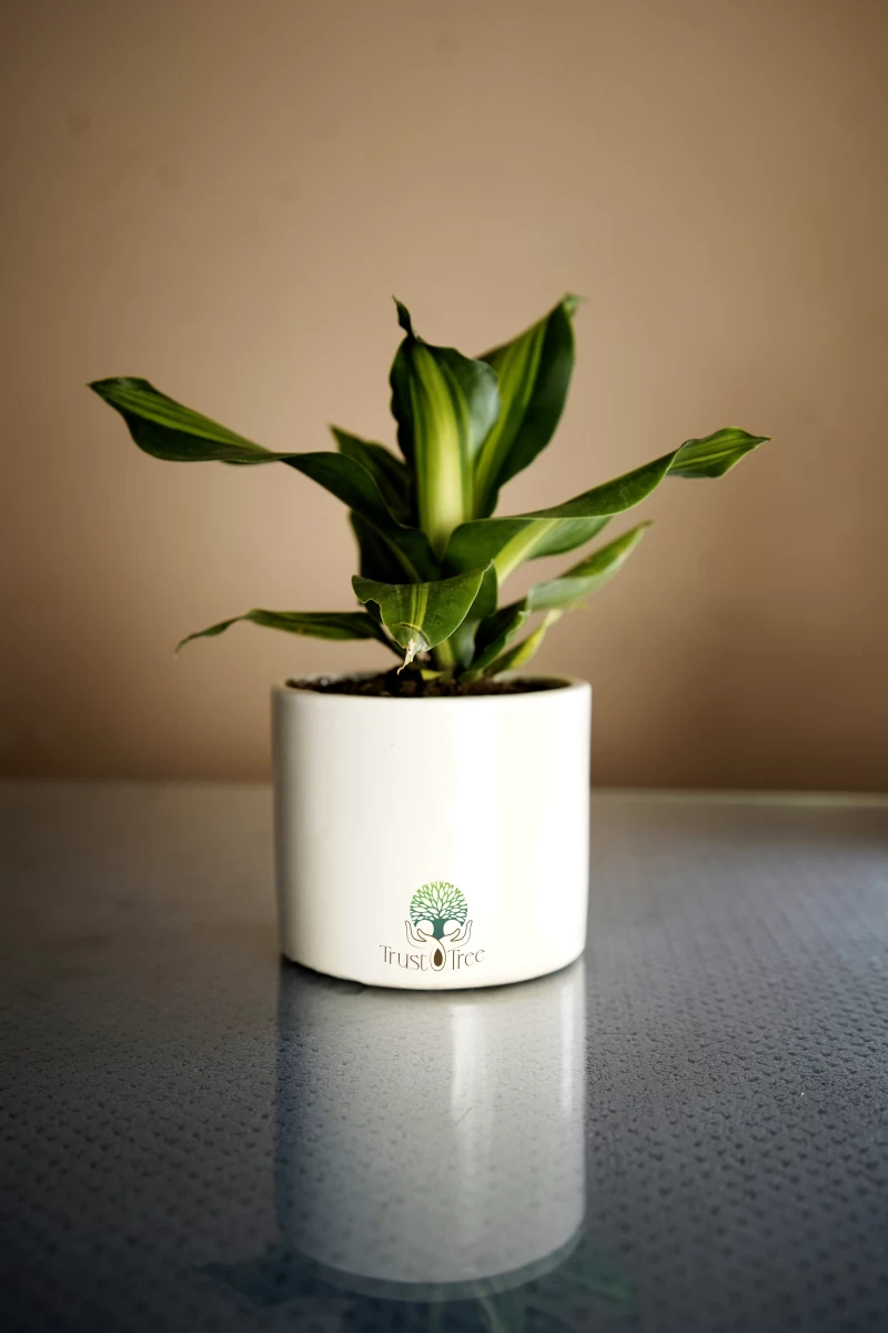 Set Go Model TrustTree